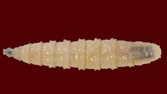 AgriLife Extension offers regional screwworm education meetings