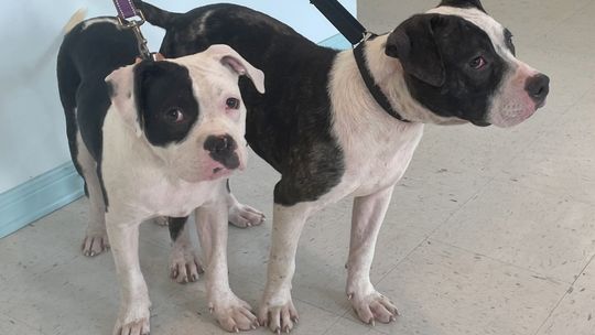 Make all their doggie dreams come true, on your porch