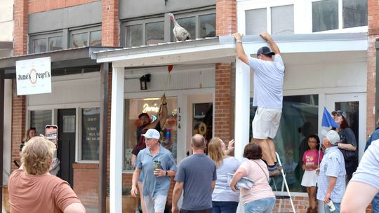 New champion soars above competition