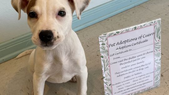 No live puppy, kitty gifts this Christmas