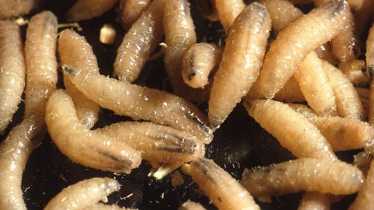 Screwworms pose new threat to Texas