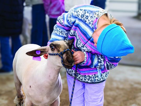 The lamb perked up its ears, listening to the little girl whisper love and encouragement before show time. See this year's Champion winners on Page 5.