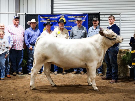 2026 YORKTOWN FFA STOCKSHOW & HEIFER SHOW
