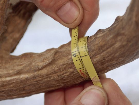 Circumference measurements are key figures in attaining an accurate score. Measurements should the taken at the small place between points. PHOTO BY MATT WILLIAMS