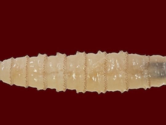 AgriLife Extension offers regional screwworm education meetings