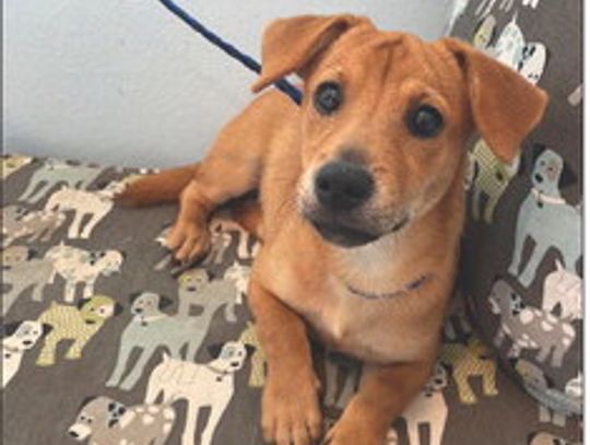Some talented, dog-loving family will get to take this Oscar home. CONTRIBUTED PHOTO