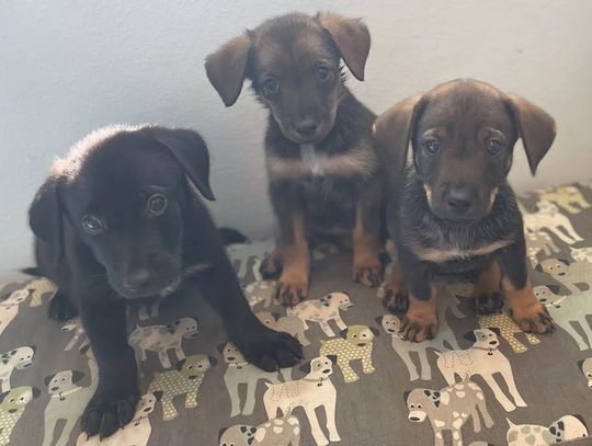 Are you ready for some puppy love?