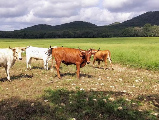 Back to our roots: Improved soil health can lead to better water conservation
