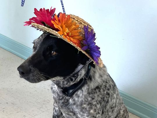 Blue Heeler is ready for Spring at PAOC