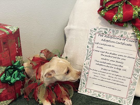 Christmas gifts of pets not nice, but certificates perfect presents