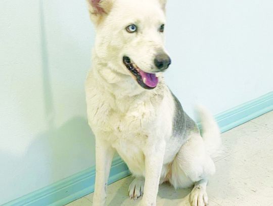 Come meet Mr. Say-So