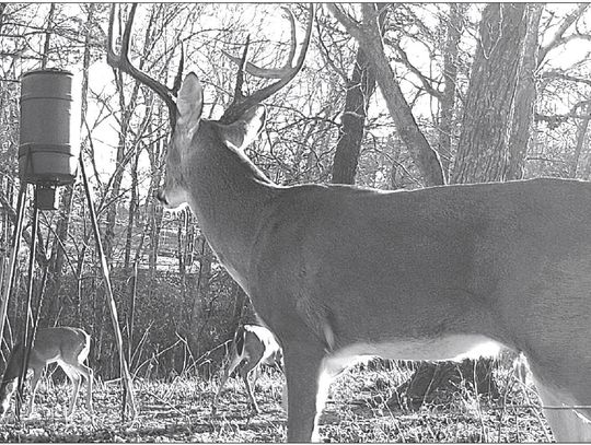 HUNTING AROUND FEEDERS AND FOOD PLOTS TENDS TO BE BEST WHEN NATURAL MAST IS SCARCE. GAM CAM PHOTO BY MAH WILLIAMS