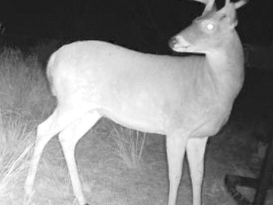 Hammer was a crafty buck that always moved under the cover of darkness. Thompson beat the deer at its own game by slipping in to her stand two hours before daylight and waiting him out on opening morning.