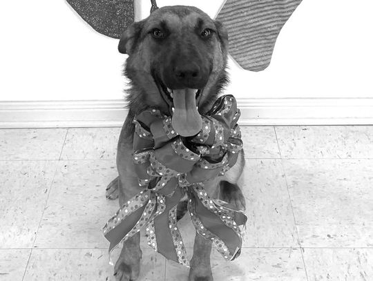 ROXY, the PAOC spoke-pet-son, says thank you for your support this year and invites everyone to come by and meet some super pets that would love a real Christmas in forever homes. (Contributed Photo)