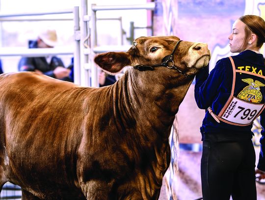 FFA Contestant 799 is showcasing her steer for profile judging at the Nordheim Stock Show. PHOTOS BY ELE CHEW