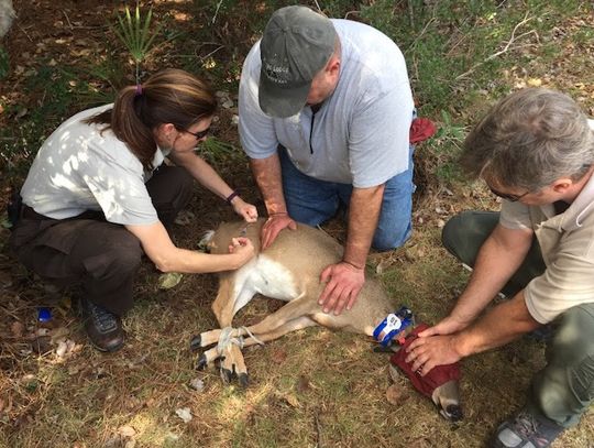 Florida 2016 response to New World screwworm helps Texas