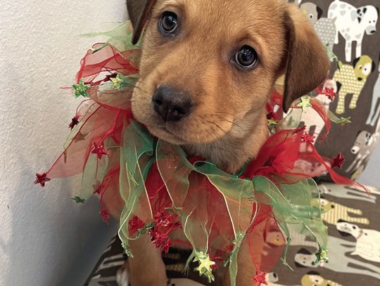 Get the BEST Christmas gift for your pet this year