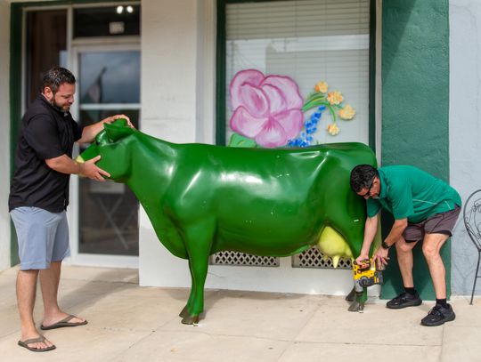 From left, Anthony Rath with the Pecan House Cafe and Rudy Rocha Rocha with the Green Cow Creamery install Emmy in her new home on the Esplanade sidewalk. (Photo by Ele Chew)