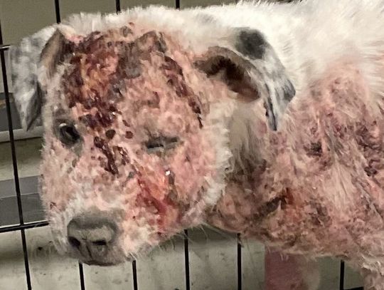 Happy ending for lucky dog ‘Rocky’