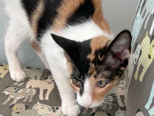 ‘I want a kitten with some mittens’