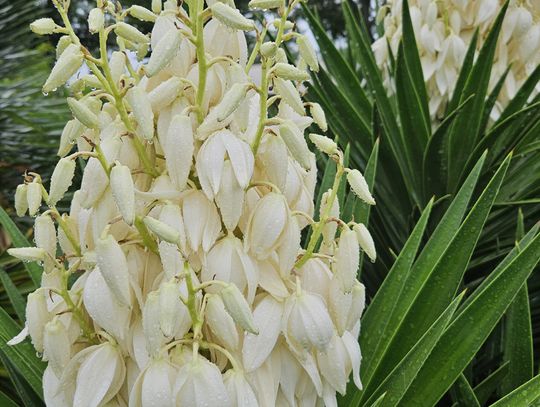 IN BLOOM