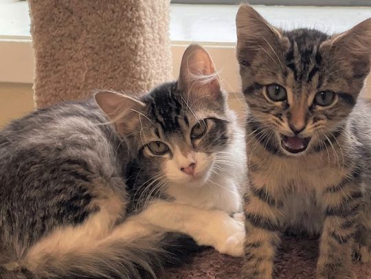 It's kitten season again