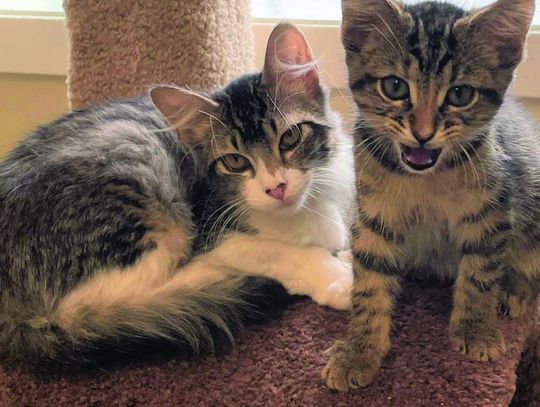 Largest inventory ever of felines at PAOC