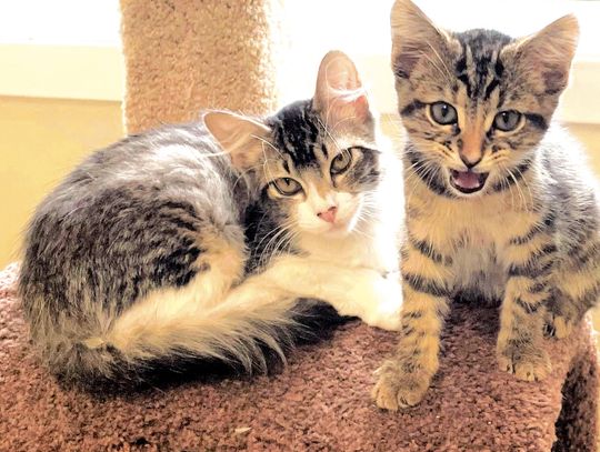 Largest inventory ever of felines at pet shelter