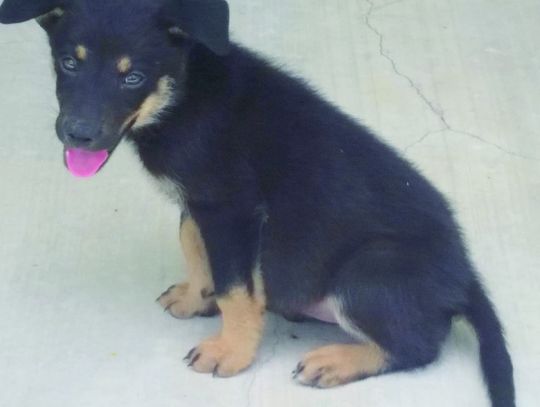 Every day a pet goes missing or wanders out of their yard. A lost or confused canine hopefully will make their way home. But if it is obvious that the pet needs help, here's the best tips for the kind folks who '_nd' a pet: 1) Take photos of the pet, and 2) Post the photos on facebook. (Co...