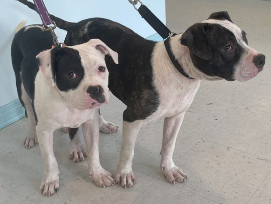 Make all their doggie dreams come true, on your porch