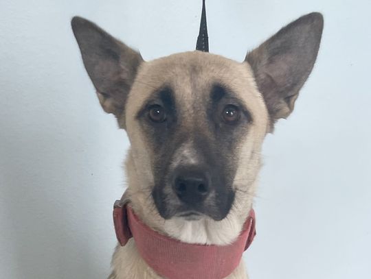 Meet Cora and her 9-pup family at PAOC