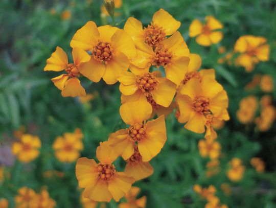 Mexican mint marigold designated as a Texas Superstar