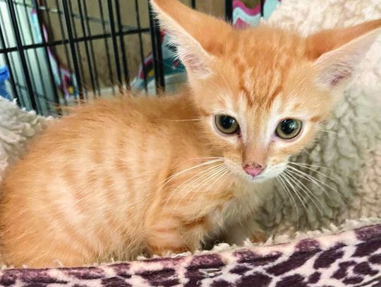 Largest inventory ever of felines at PAOC