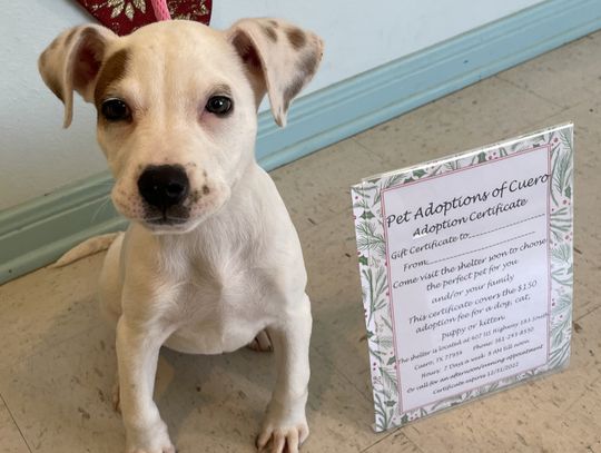 No live puppy, kitty gifts this Christmas