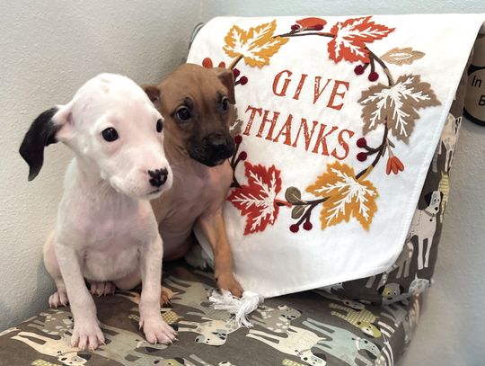 Pet Adoptions of Cuero Has So Much to be Thankful For