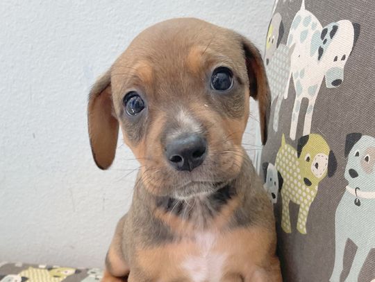 Pet Adoptions: Where the pups are
