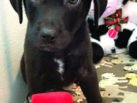 Protect your pets on New Years Eve