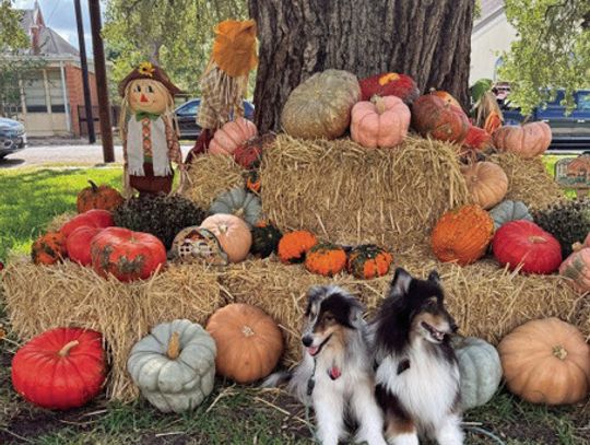 An area for people to use for fall photos has been set up on the lawn of the First Presbyterian Church, adjacent to the Chapel without Walls. In years past the church has had a pumpkin patch, but this year it offers a fall photo scene. (Contributed Photo)
