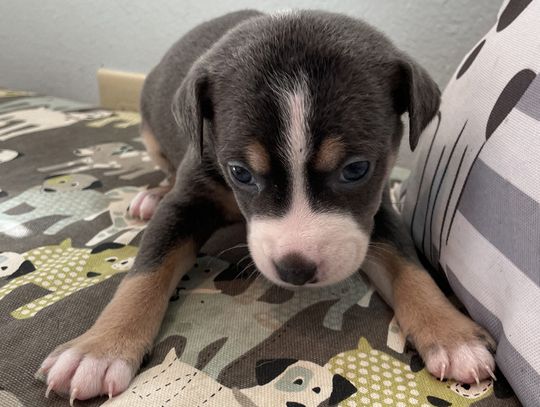 Puppies don't belong in ditches