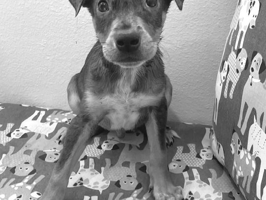 PURRfect pets welcome out-oftowners at Pet Adoptions of Cuero