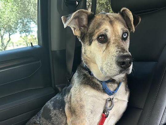 Shelter Pet of the Week