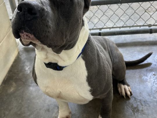 Shelter Pet of the Week