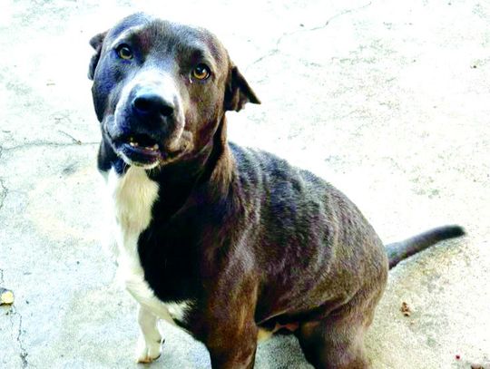 Shelter Pet of the Week