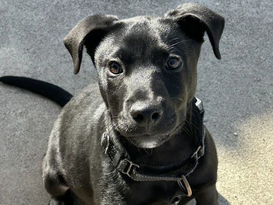 Shelter Pet of the Week