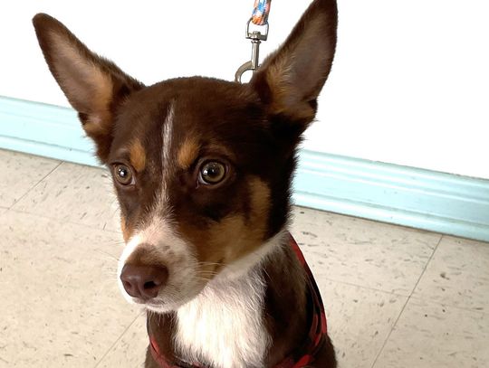 Shelter pet of the week