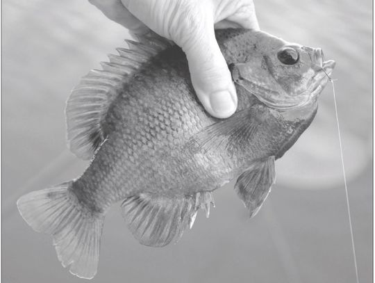Bluegills are pint-sized fish with small mouths. Small hooks and baits work best. Photos by Matt Williams
