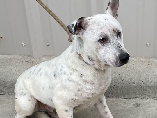 Special needs pup needs a special hero
