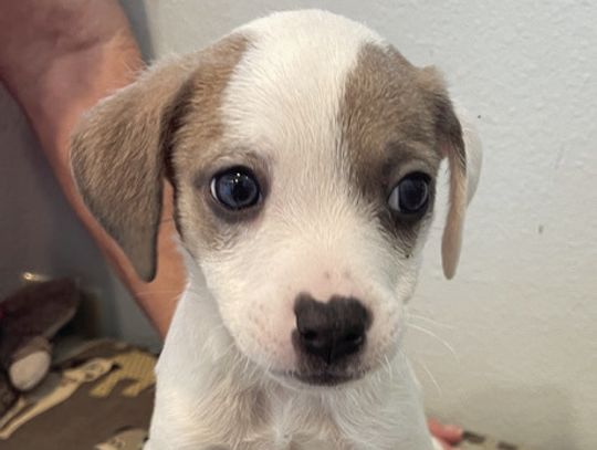 Spring in Dewitt County - flowers, showers and new puppies!