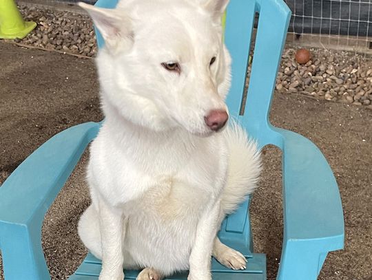 Still 'SNOW-ing' at Pet Adoptions of Cuero