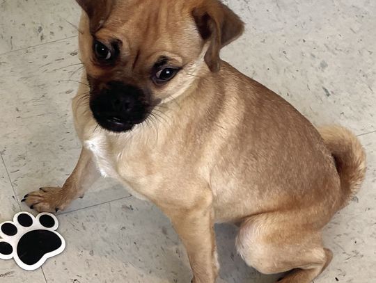 Little Pugsly from Pet Adoptions of Cuero is ready to put his 'pawprint' signature on his resolutions. (Contributed Photo)